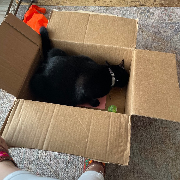 Cat Loving Dietitian