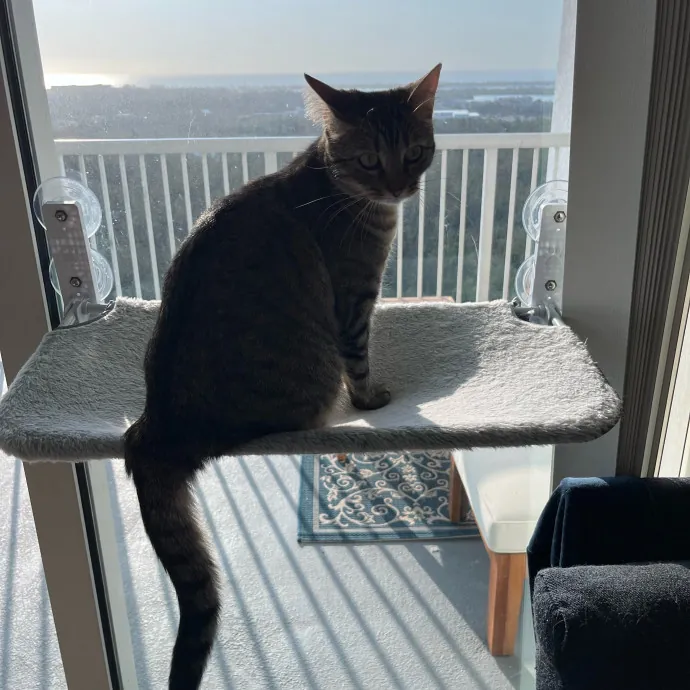 Cat Loving Dietitian