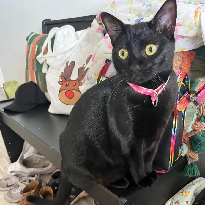 Cat Loving Dietitian