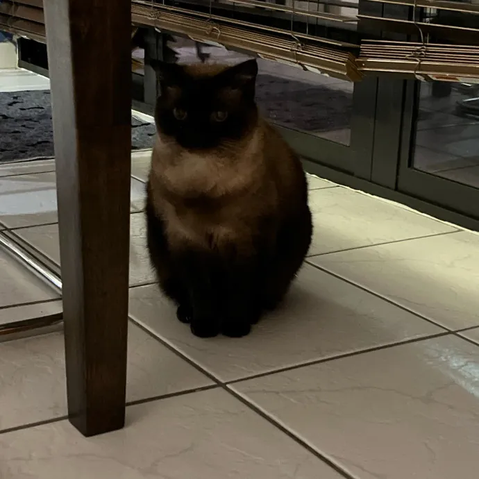 Cat Loving Dietitian