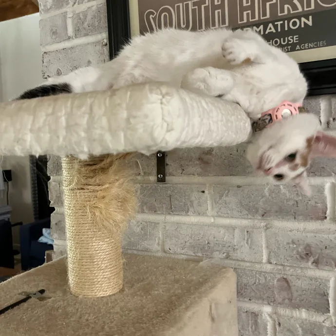 Cat Loving Dietitian