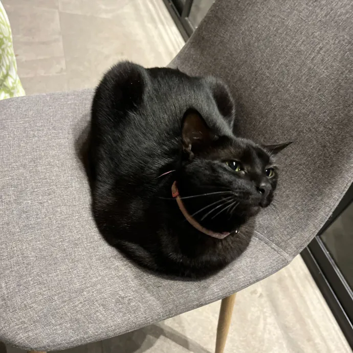 Cat Loving Dietitian