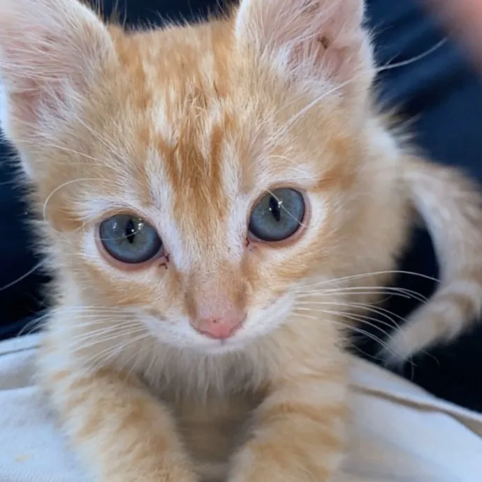 Cat Loving Dietitian