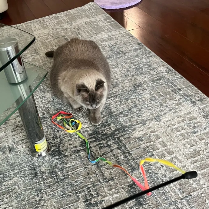 Cat Loving Dietitian