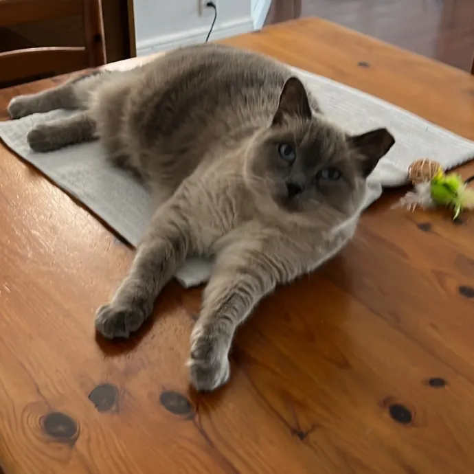 Cat Loving Dietitian