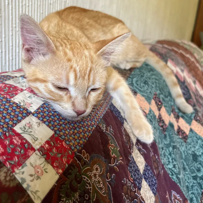 Cat Loving Dietitian