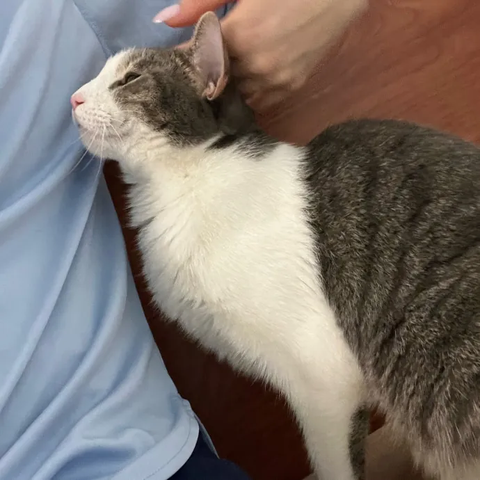 Cat Loving Dietitian