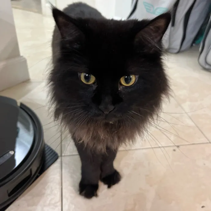 Cat Loving Dietitian