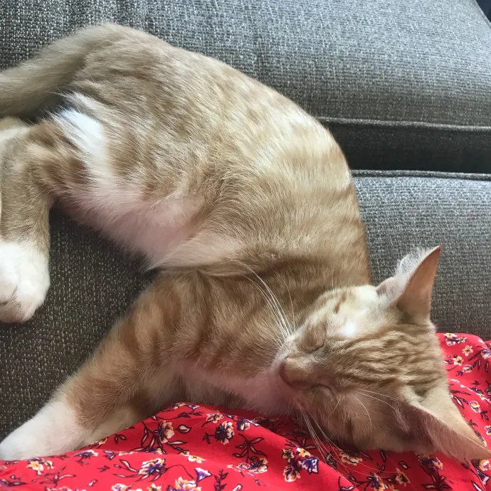 Cat Loving Dietitian