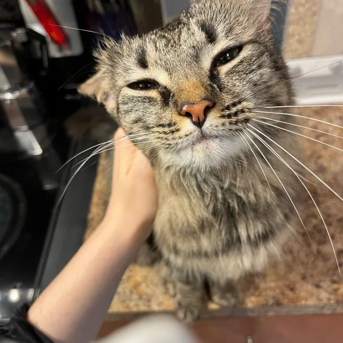 Cat Loving Dietitian