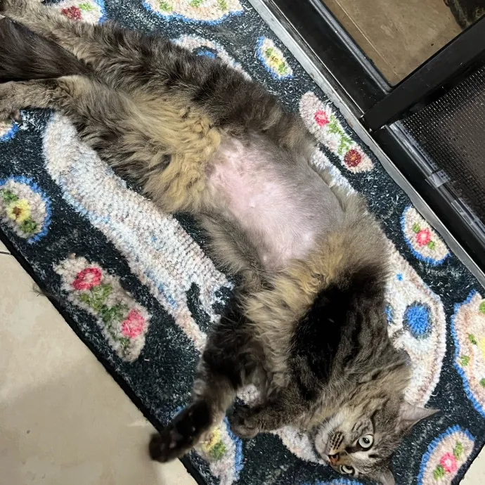 Cat Loving Dietitian