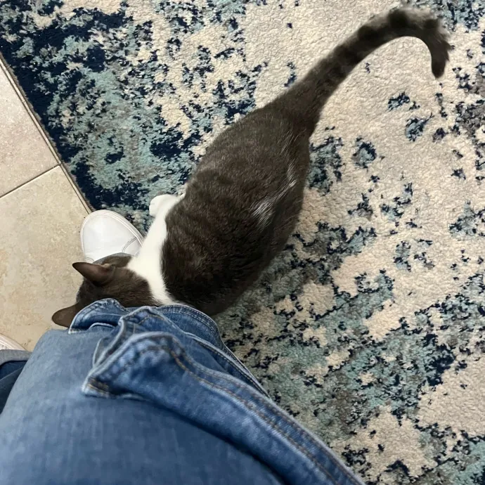 Cat Loving Dietitian