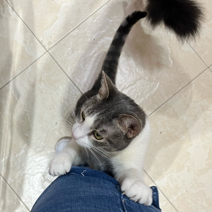 Cat Loving Dietitian