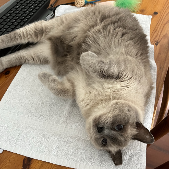 Cat Loving Dietitian