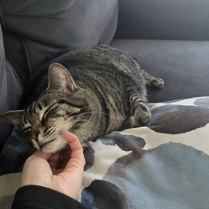 Cat Loving Dietitian