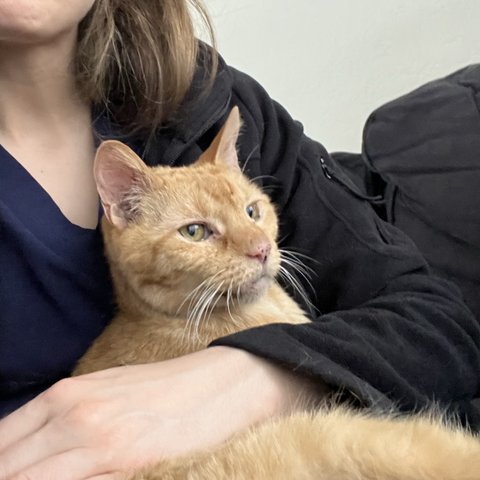 Cat Loving Dietitian
