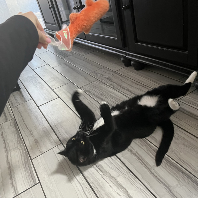 Cat Loving Dietitian