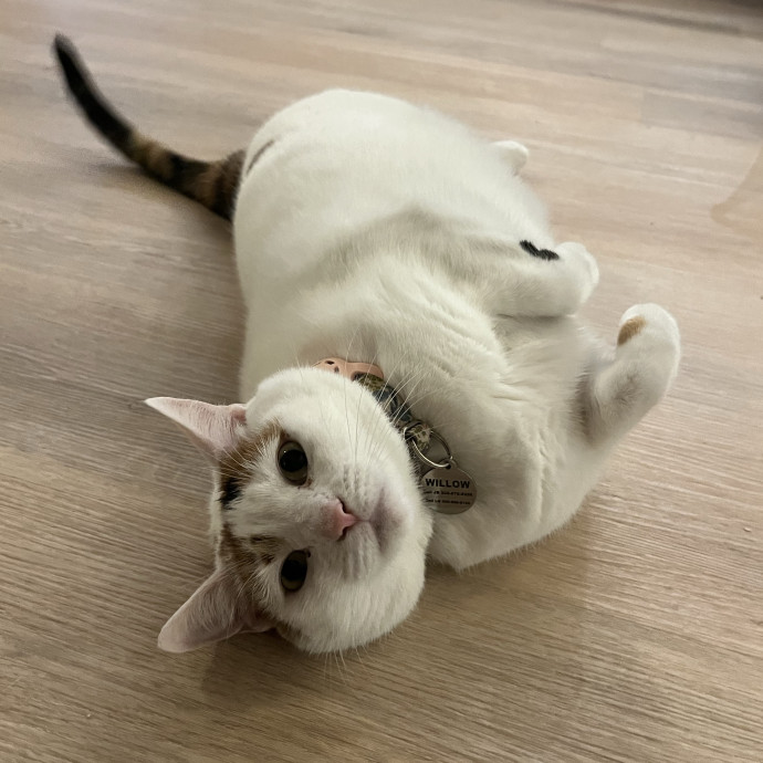 Cat Loving Dietitian