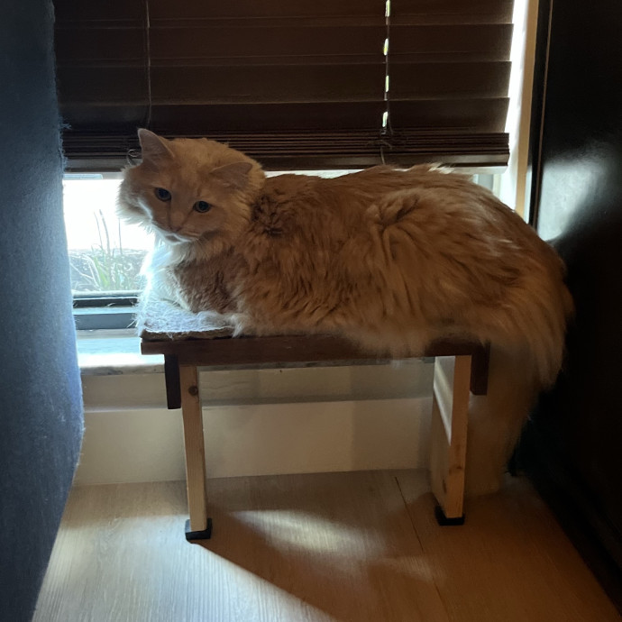 Cat Loving Dietitian