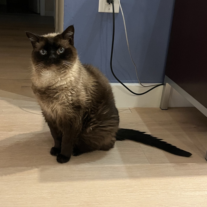 Cat Loving Dietitian