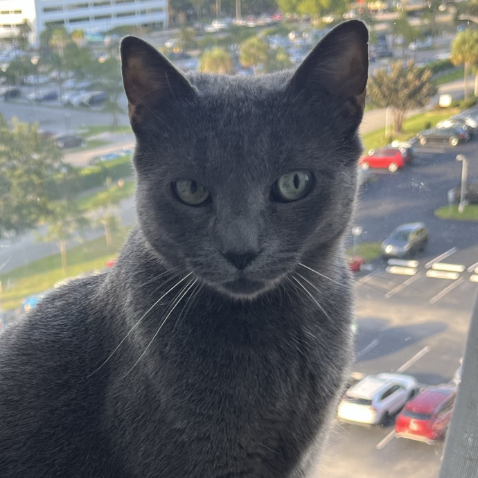 Cat Loving Dietitian photo 2