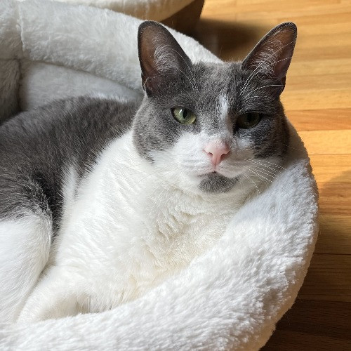 Little Rhody Cat Sitting