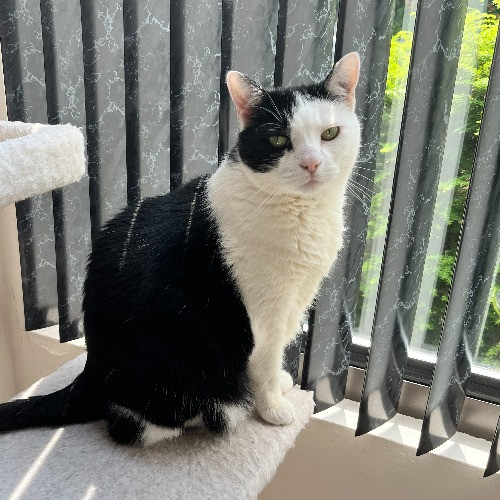 Little Rhody Cat Sitting