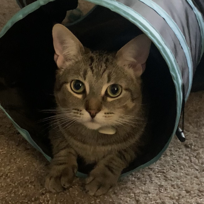 Fear Free Care  Full-Time Cat Sitter