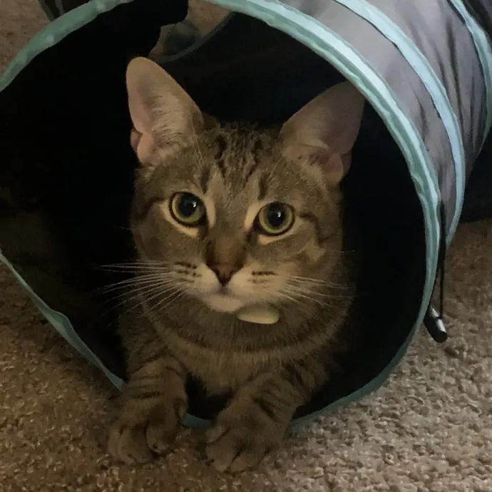 Fear Free Care  Full-Time Cat Sitter