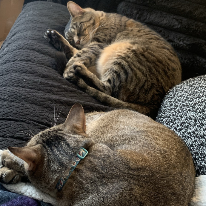 Fear Free Care  Full-Time Cat Sitter