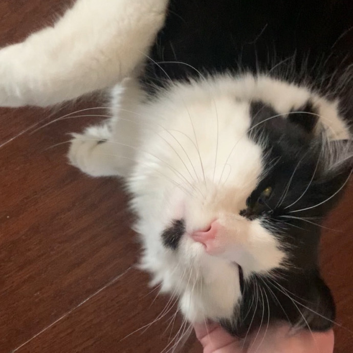Fear Free Care  Full-Time Cat Sitter