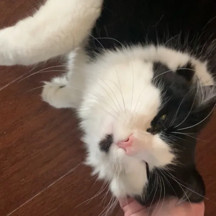 Fear Free Care  Full-Time Cat Sitter