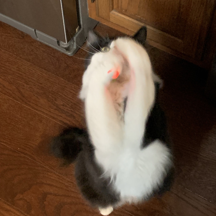 Fear Free Care  Full-Time Cat Sitter