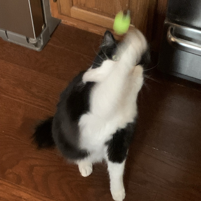 Fear Free Care  Full-Time Cat Sitter