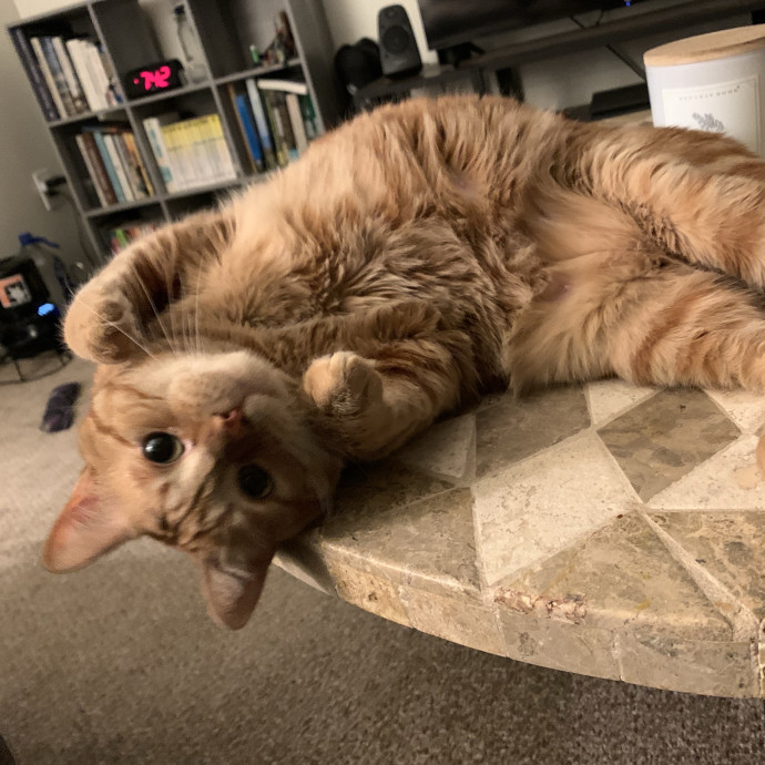 Fear Free Care  Full-Time Cat Sitter