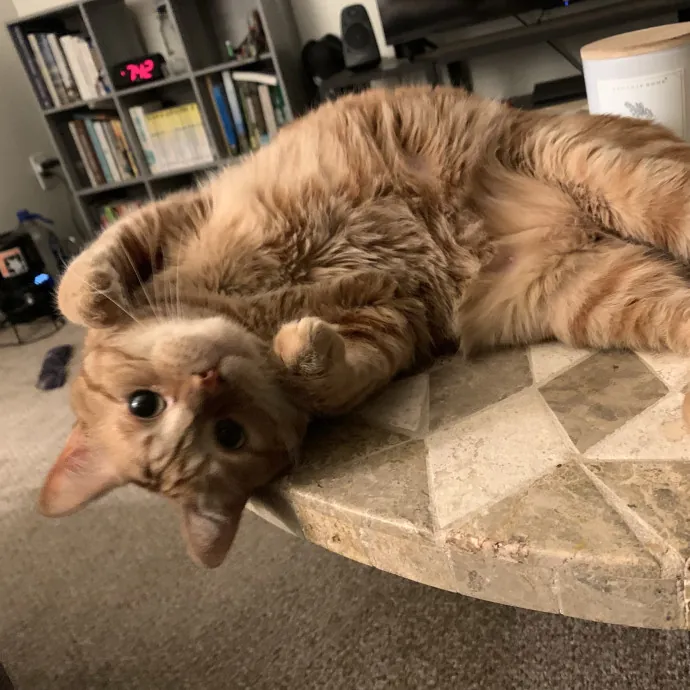Fear Free Care  Full-Time Cat Sitter