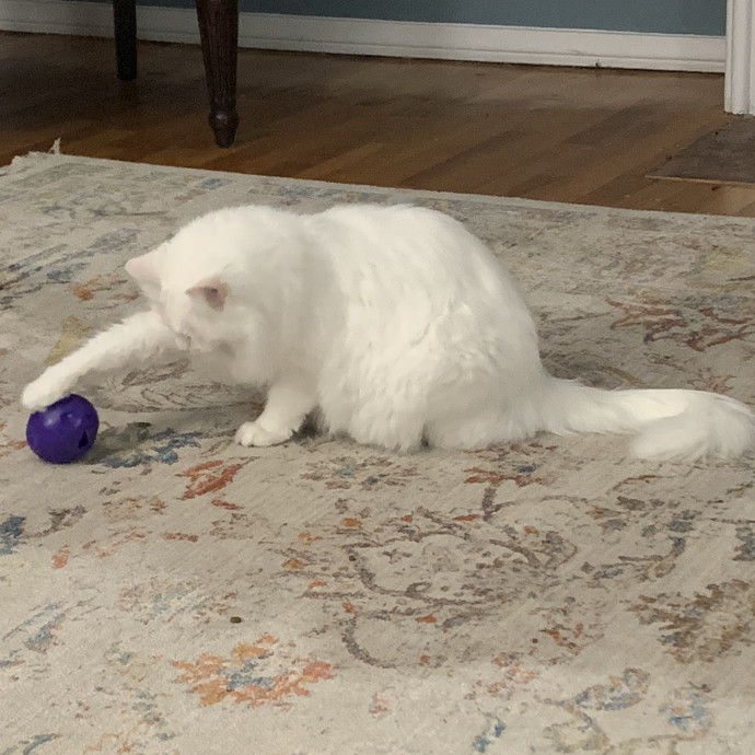 Fear Free Care  Full-Time Cat Sitter