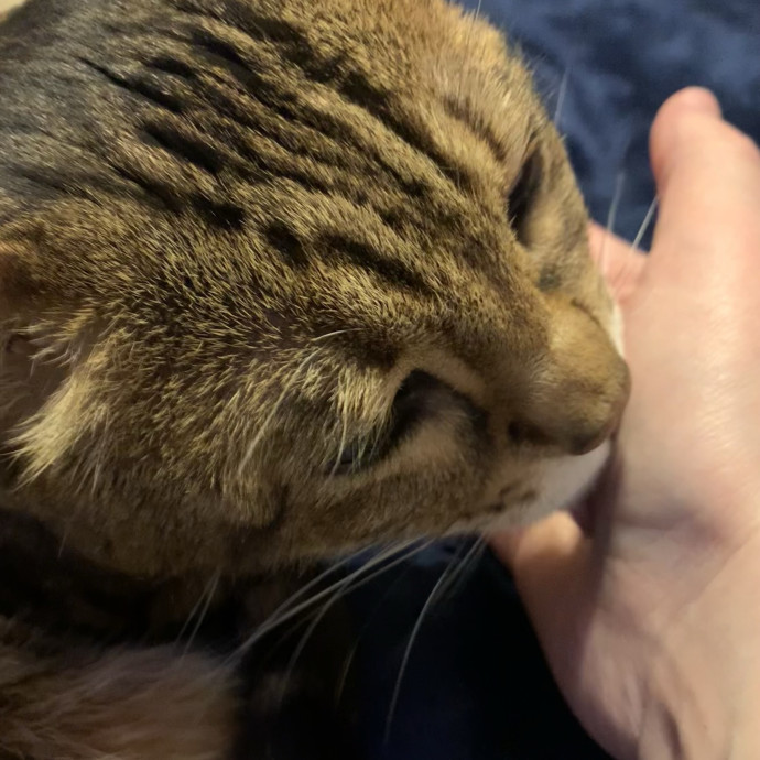 Fear Free Care  Full-Time Cat Sitter