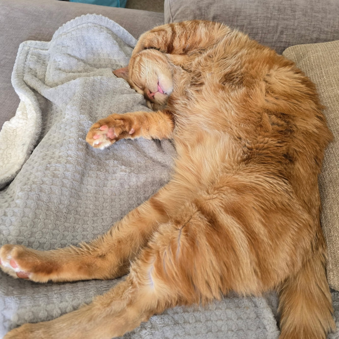 Fear Free Care  Full-Time Cat Sitter