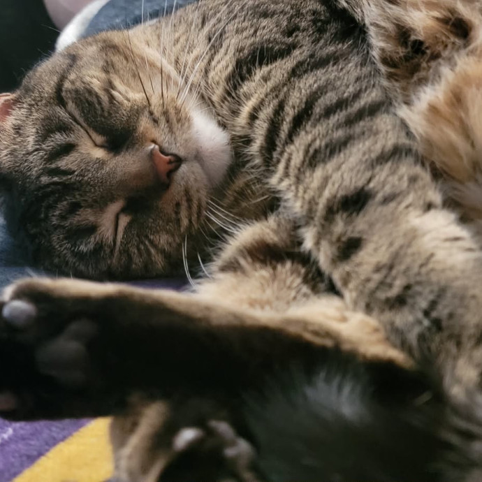 Fear Free Care  Full-Time Cat Sitter