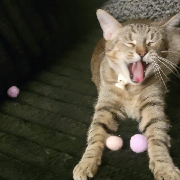 Fear Free Care  Full-Time Cat Sitter