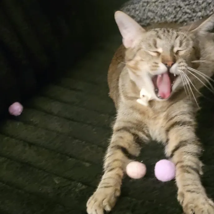 Fear Free Care  Full-Time Cat Sitter