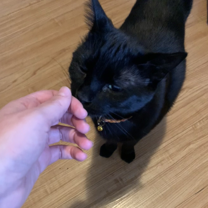 Fear Free Care  Full-Time Cat Sitter