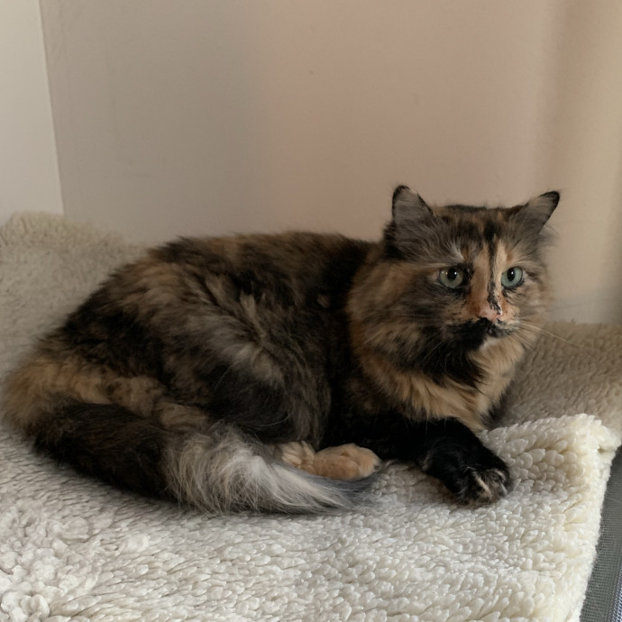 Fear Free Care  Full-Time Cat Sitter