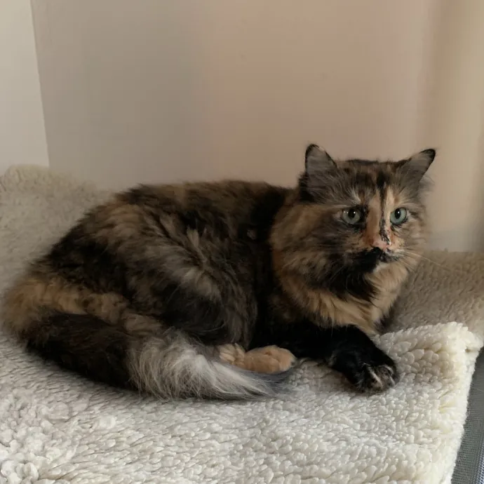 Fear Free Care  Full-Time Cat Sitter