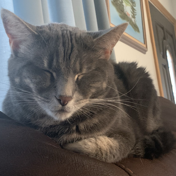 Fear Free Care  Full-Time Cat Sitter