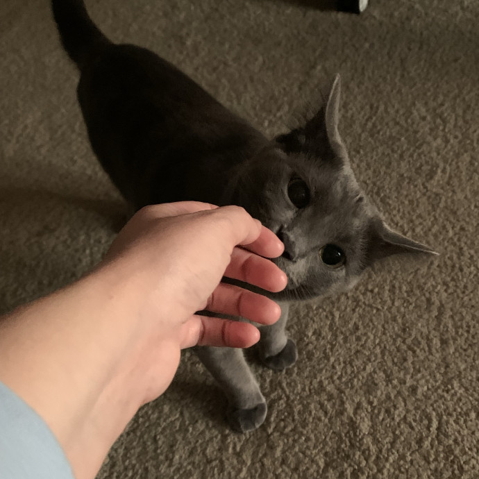 Fear Free Care  Full-Time Cat Sitter