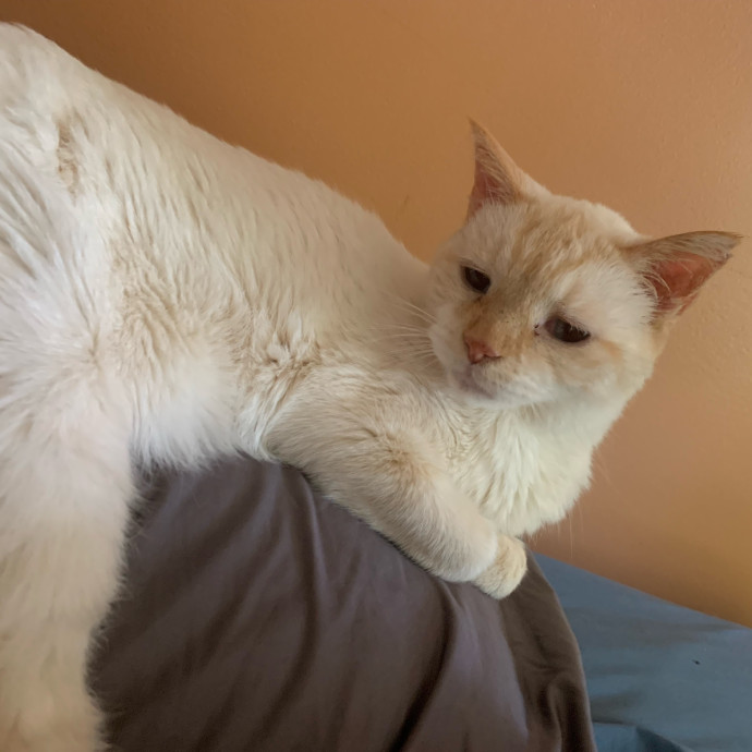 Fear Free Care  Full-Time Cat Sitter