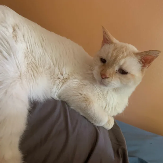 Fear Free Care  Full-Time Cat Sitter