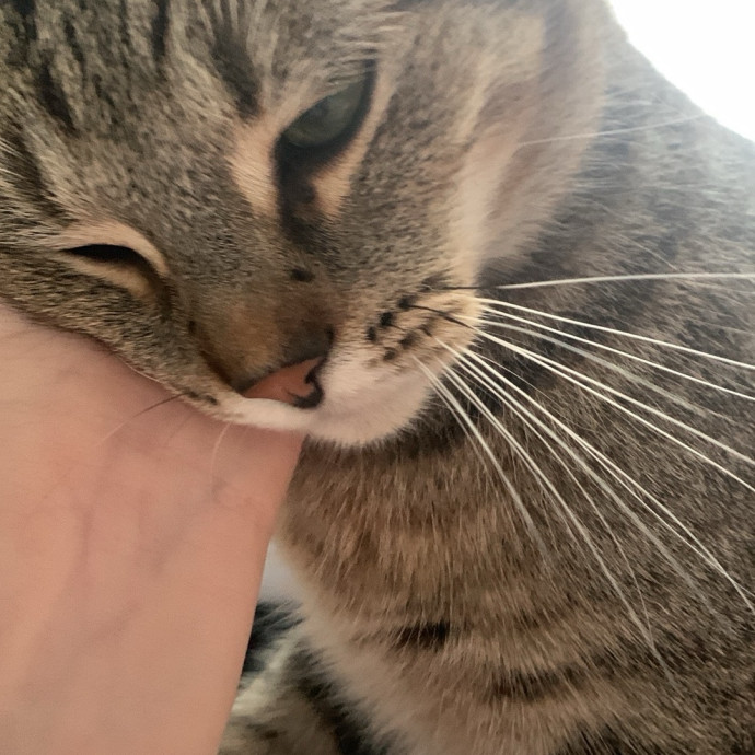 Fear Free Care  Full-Time Cat Sitter
